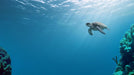 GLADIUS MINI S underwater photography